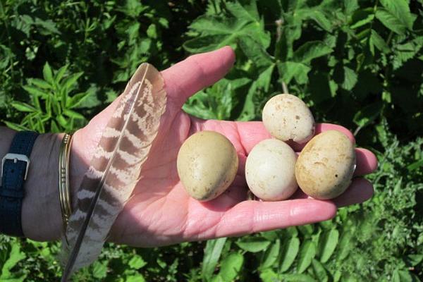 6. All the eggshells .JPG -                                